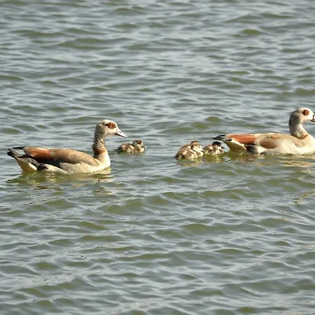Oda ve Kahvaltı Floating