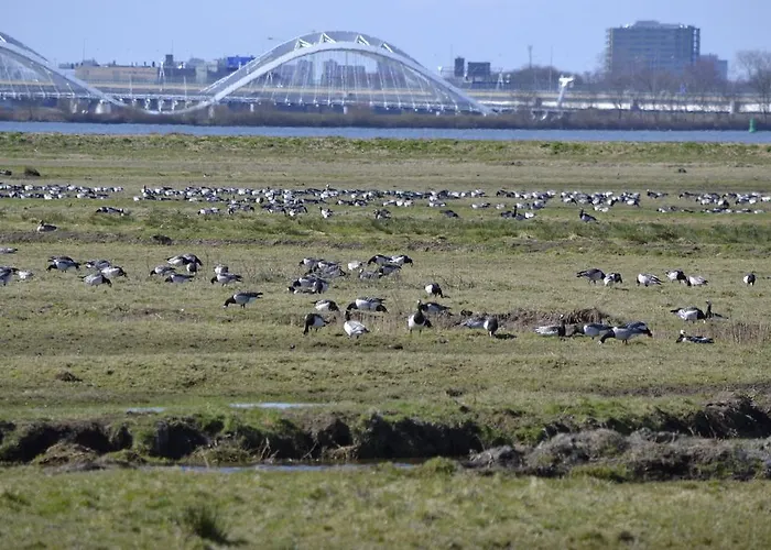 Floating 3* אמסטרדם